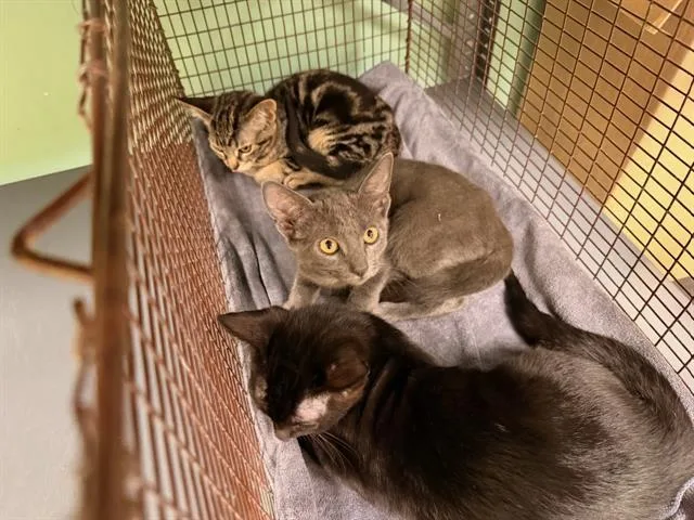 A baby small-sized female Domestic Short Hair cat named Mindy for adoption in Tustin, CA