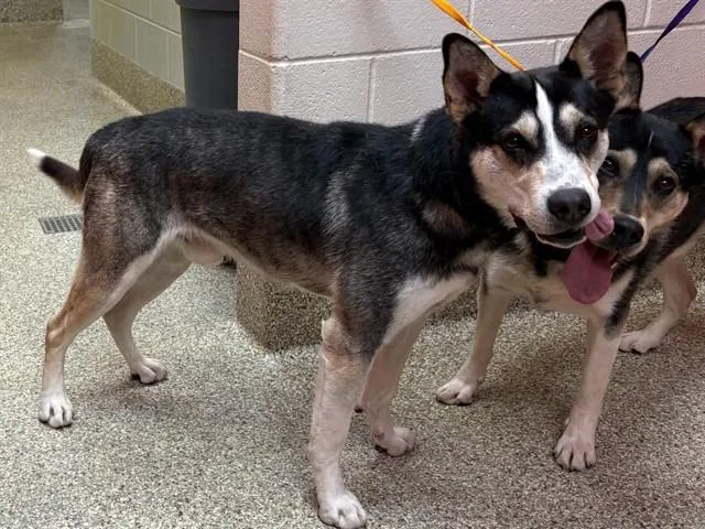 A young large-sized male Siberian Husky dog named Liam for adoption in Colorado Springs, CO