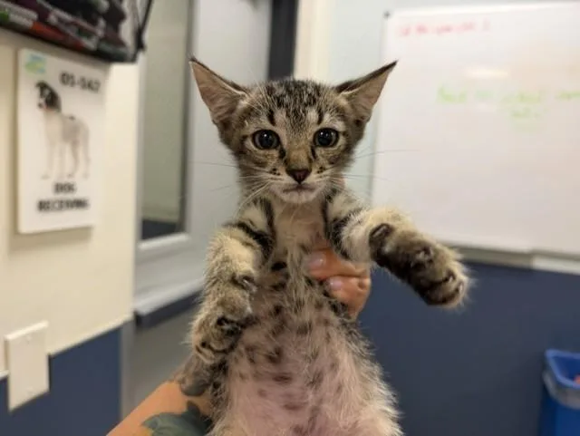 A baby small-sized male Domestic Short Hair cat named Teddy for adoption in Miami, FL