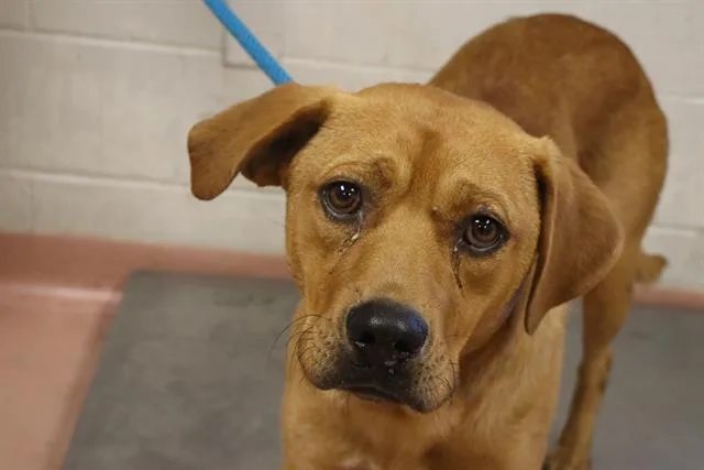 A young medium-sized male Mixed Breed dog named Finley for adoption in Columbia, SC