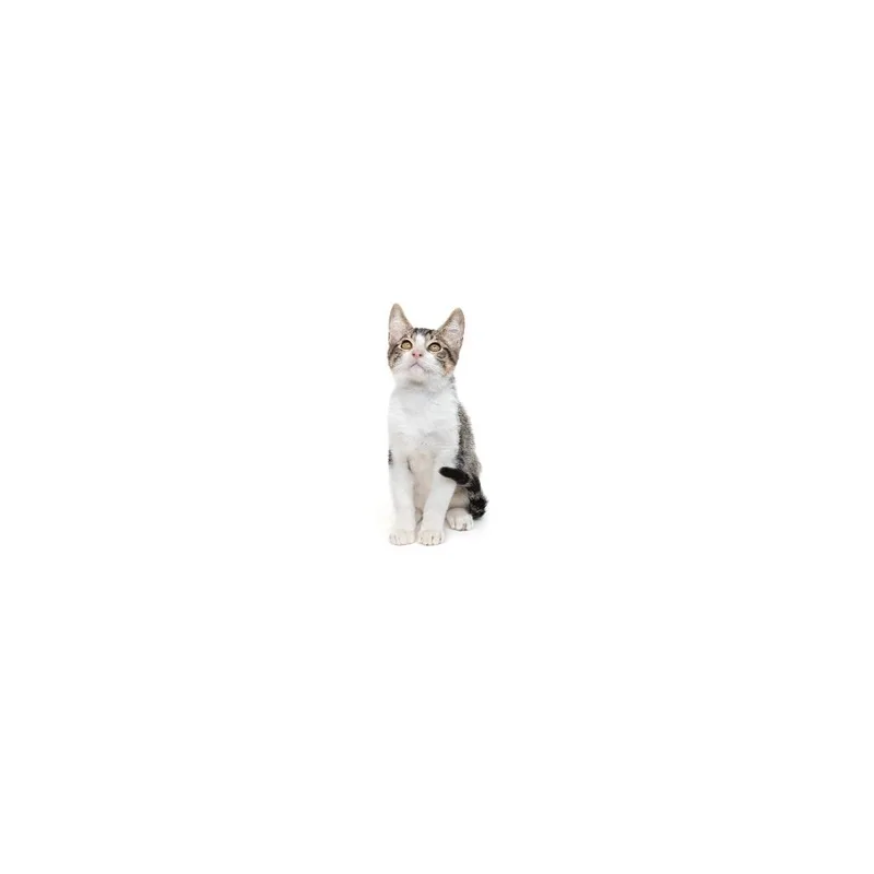 A baby small-sized male Gray / Blue / Silver Domestic Short Hair cat named Bo for adoption in Playa Vista, CA