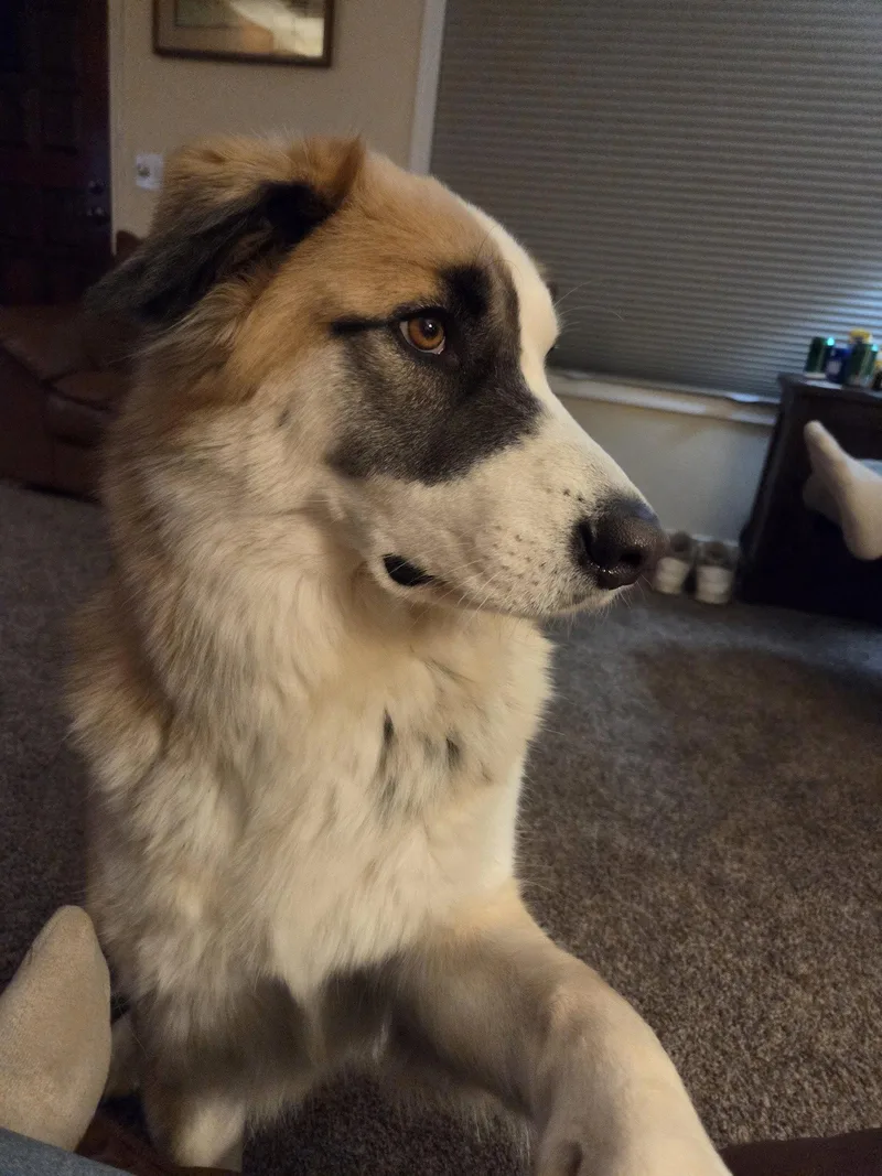 Hank
