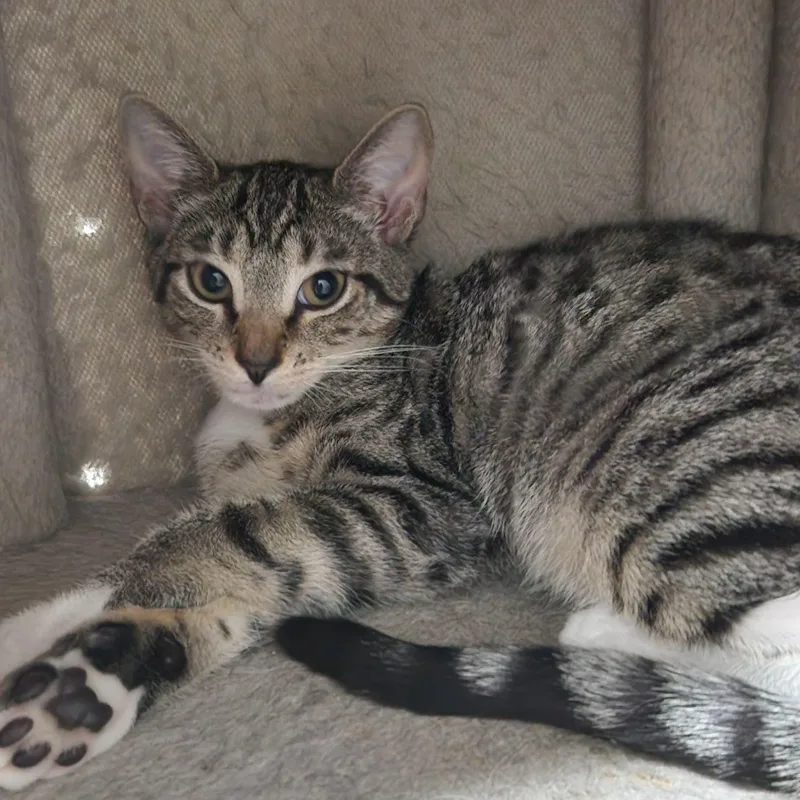A baby small-sized female Tabby (Brown / Chocolate) American Shorthair cat named Puffin for adoption in Highland Park, NJ
