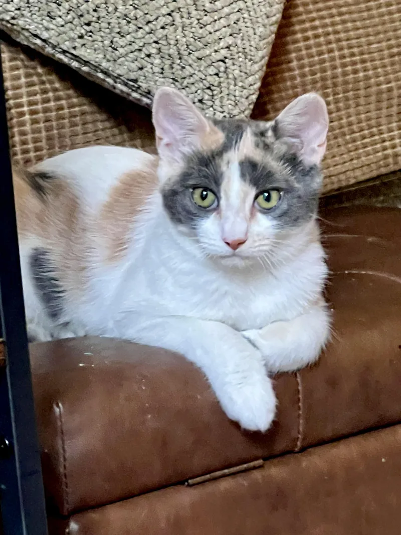 A baby medium-sized female Calico Domestic Short Hair cat named Callie for adoption in Antioch, CA