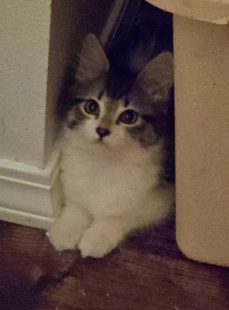A baby medium-sized female White Domestic Medium Hair cat named Jeffra for adoption in Pasco, WA