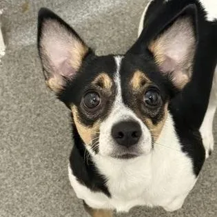 An adult small-sized female Chihuahua dog named Rana for adoption in Worcester, MA