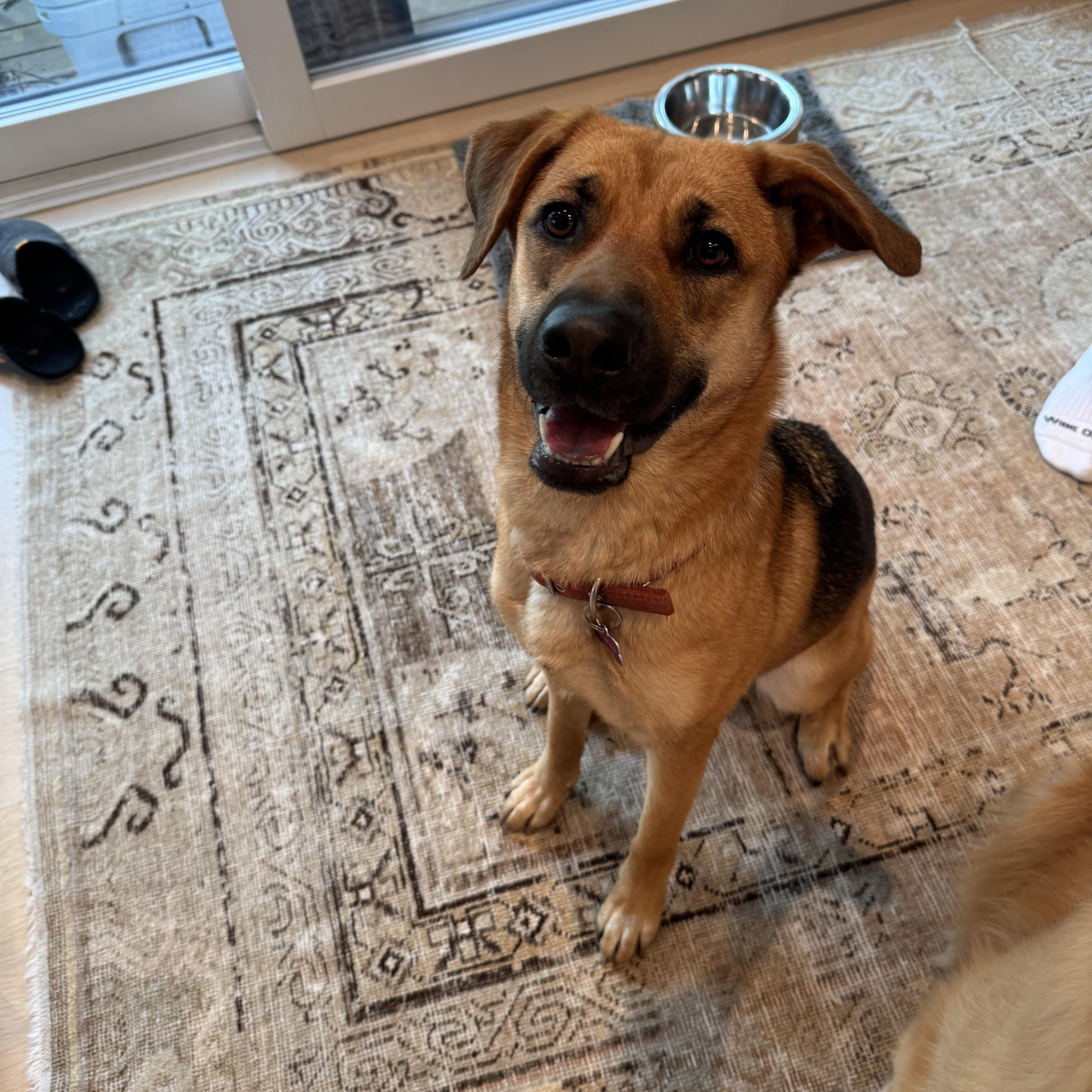 A young medium-sized female Shepherd dog named Renee for adoption in oriskany, NY