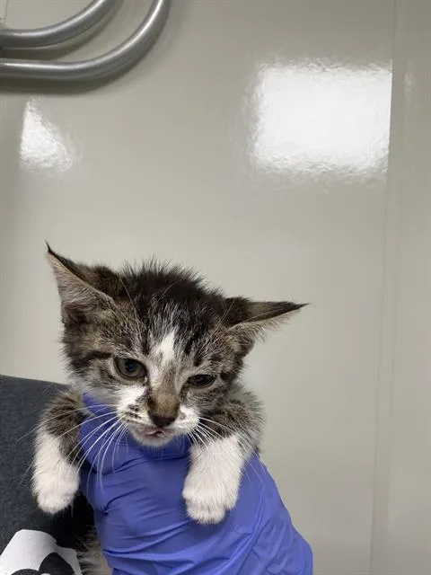 A baby small-sized female Domestic Short Hair cat named Angel Baby for adoption in Ontario, CA