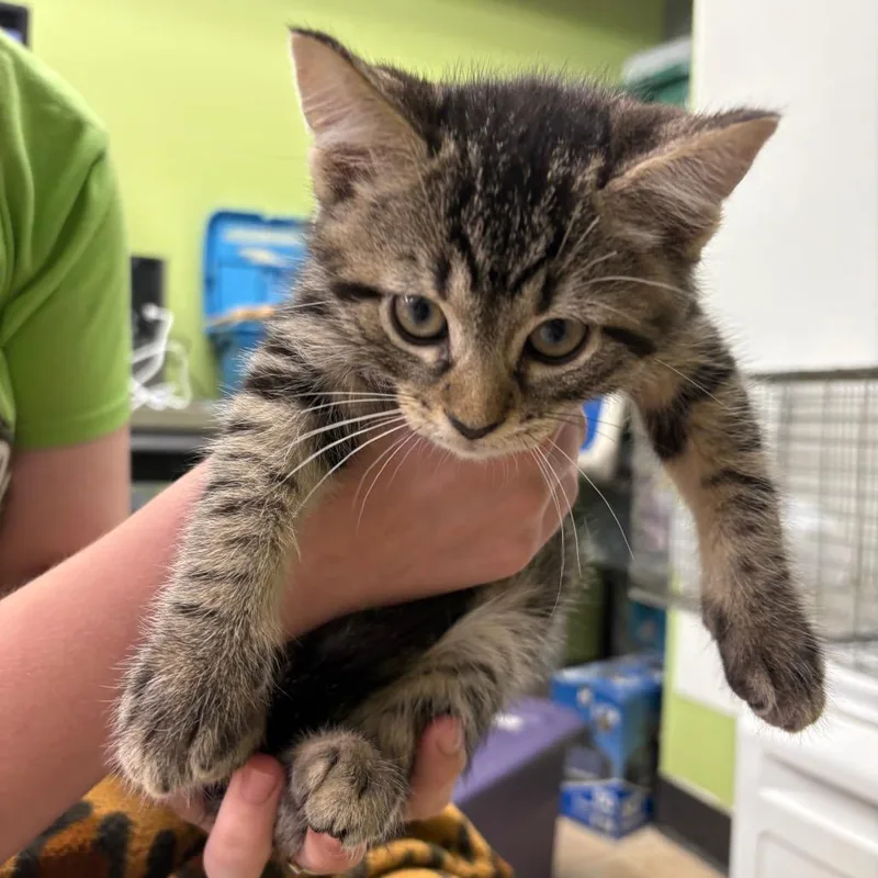 A baby small-sized male Black Domestic Short Hair cat named Oscar for adoption in Springfield, IL