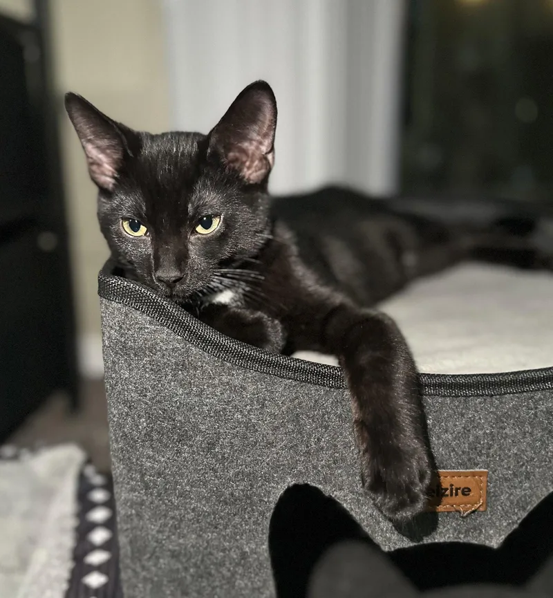 A young medium-sized male Black & White / Tuxedo Domestic Short Hair cat named Hg Litter Salem for adoption in Livonia, MI