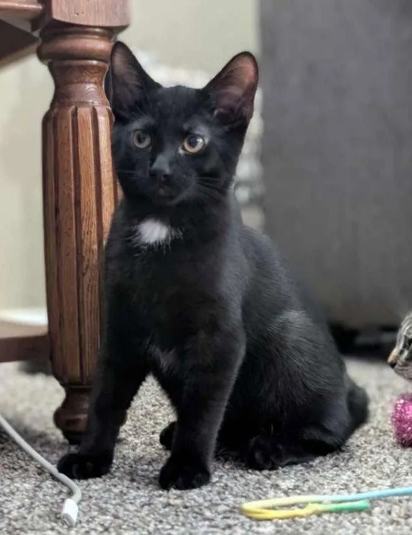 Hg Litter Salem thumbnail 2