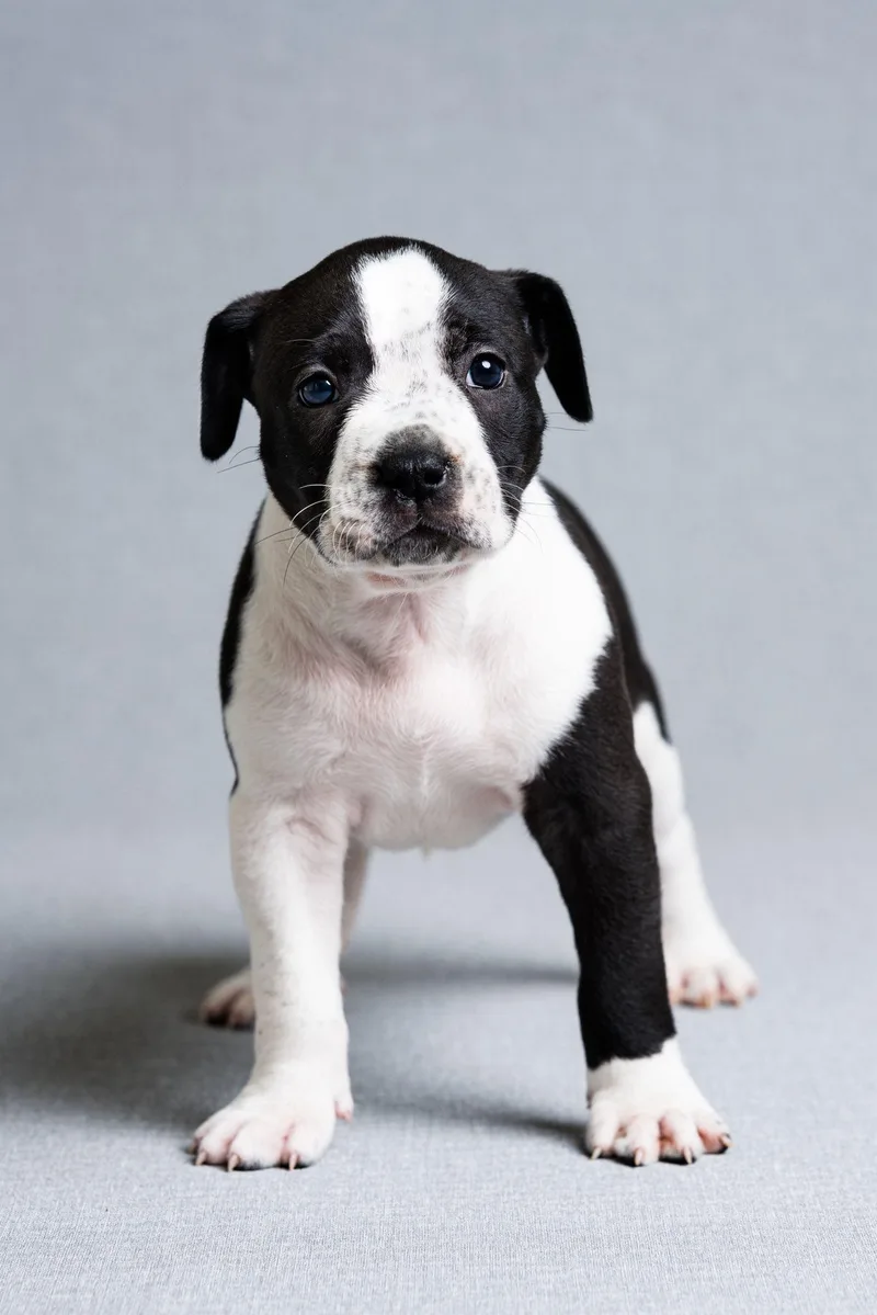 A baby large-sized female Mixed Breed dog named Trixie for adoption in Oregon, OH