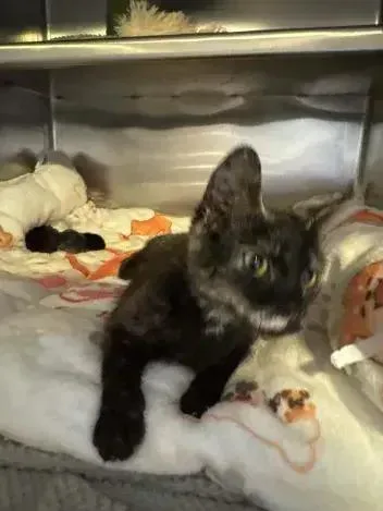 A young small-sized female Tortoiseshell Domestic Short Hair cat named Mocha for adoption in Grand Rapids, MI
