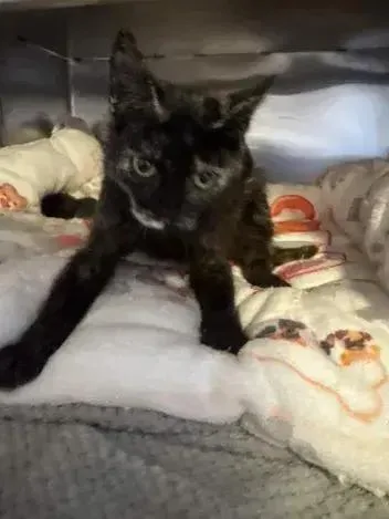 Mocha thumbnail 3