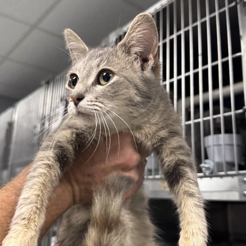 A young small-sized female Gray / Blue / Silver Domestic Short Hair cat named Catchings for adoption in Marion, VA