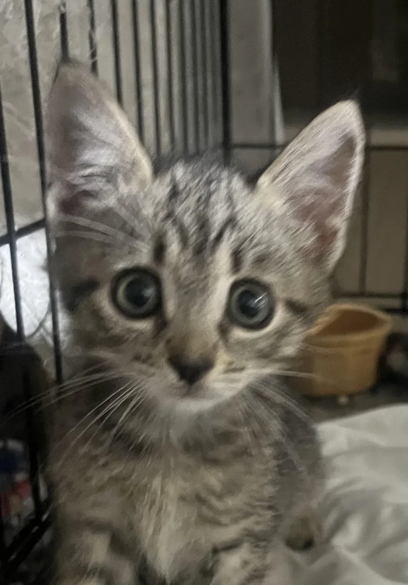 A baby medium-sized male Tabby (Gray / Blue / Silver) Tabby cat named Baby Milo for adoption in Parkland, FL