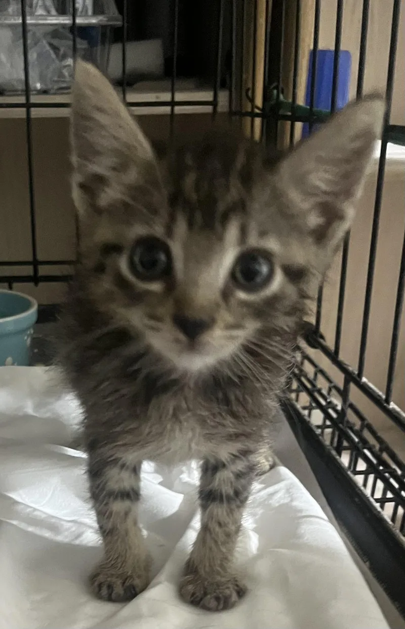 Baby Milo thumbnail 2