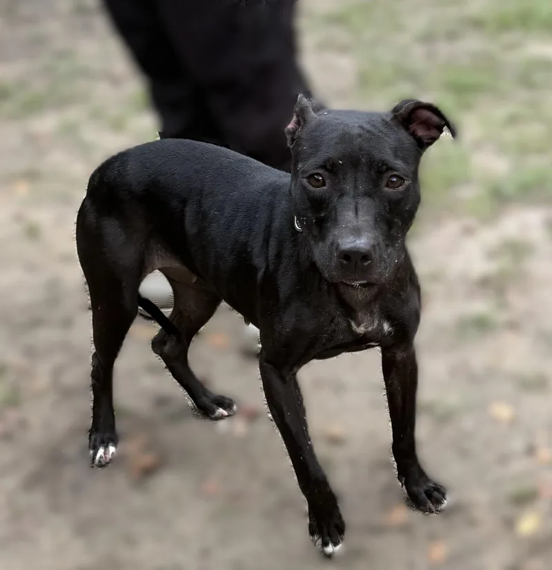 An adult medium-sized female Black Terrier dog named Dratini for adoption in Slidell, LA