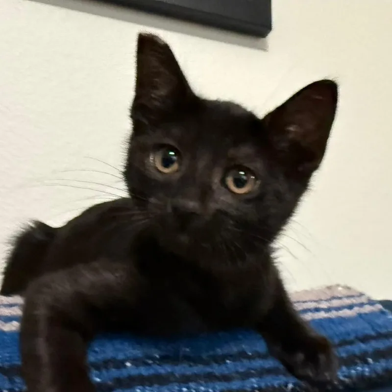 A baby small-sized female Black Domestic Short Hair cat named Igloo for adoption in Los Angeles, CA