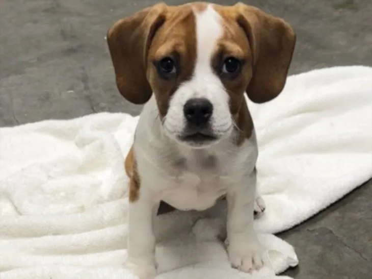 A baby small-sized female Beagle dog named Devin for adoption in Los Angeles, CA