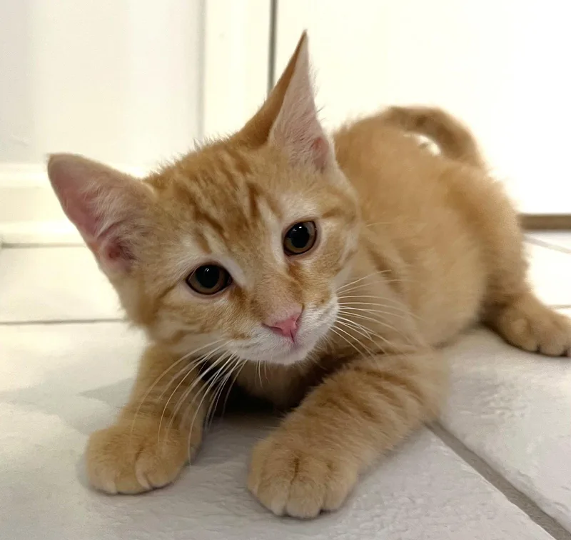A baby medium-sized male Orange / Red Domestic Short Hair cat named Connor for adoption in Shawnee, KS