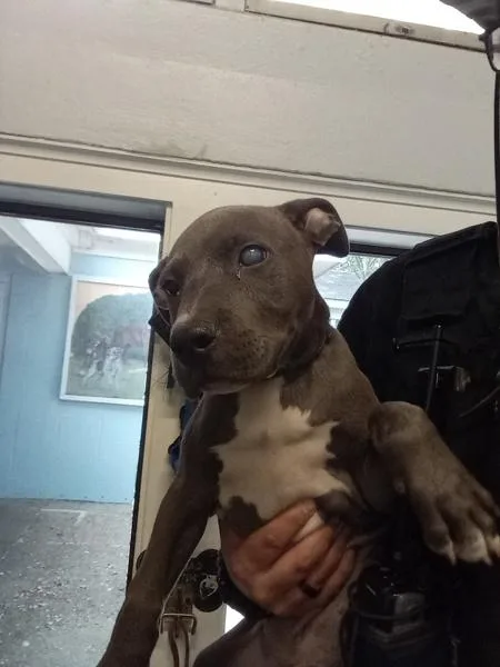 A baby medium-sized male Pit Bull Terrier dog named Edgar for adoption in Mobile, AL