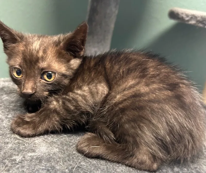 A baby medium-sized male Domestic Short Hair cat named Benji for adoption in Seven Points, TX