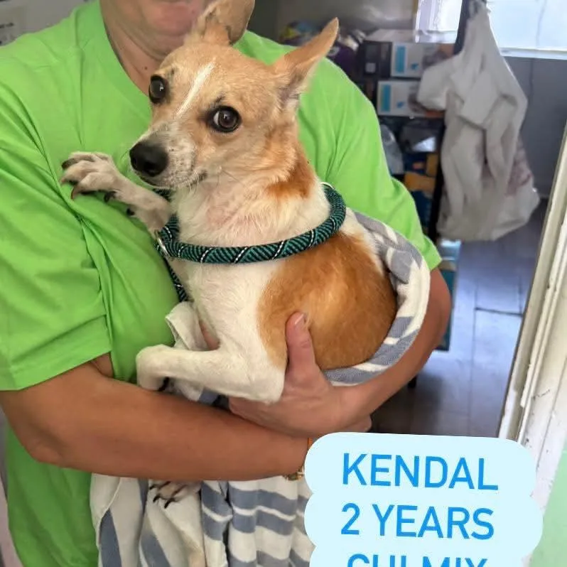 An adult small-sized male Chihuahua dog named Kendall HW+ for adoption in Tampa, FL