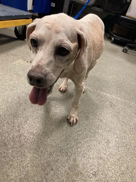A senior small-sized female Mixed Breed dog named Traviesa for adoption in Dallas, TX