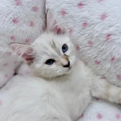 A baby small-sized female Blue Point Siamese cat named Lilah for adoption in Woodland Hills, CA