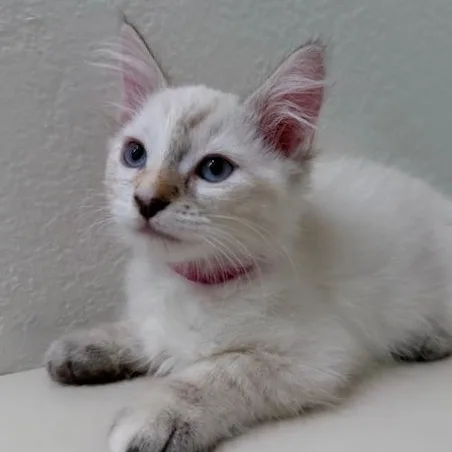 Lilah thumbnail 2