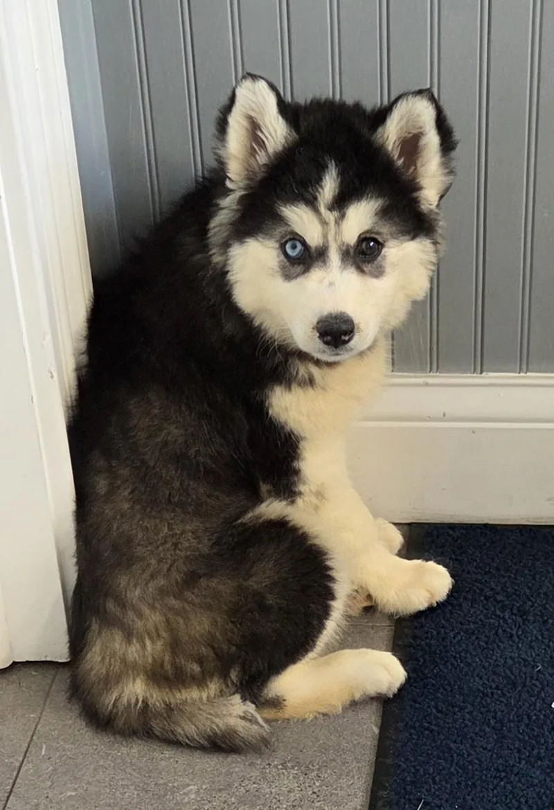 A baby large-sized female Husky dog named HUSKY "Wooly coat" for adoption in Woodsfield, OH