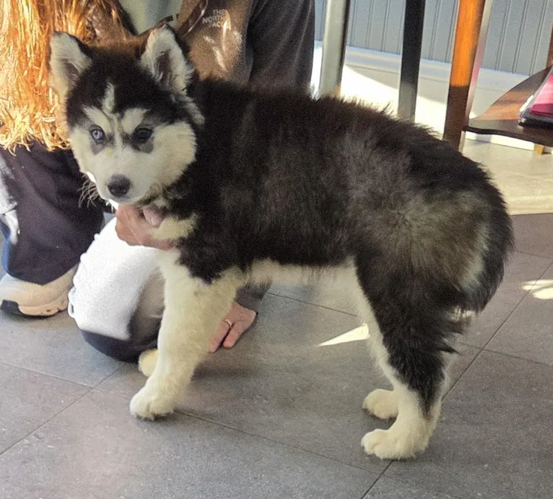 HUSKY "Wooly coat" thumbnail 2