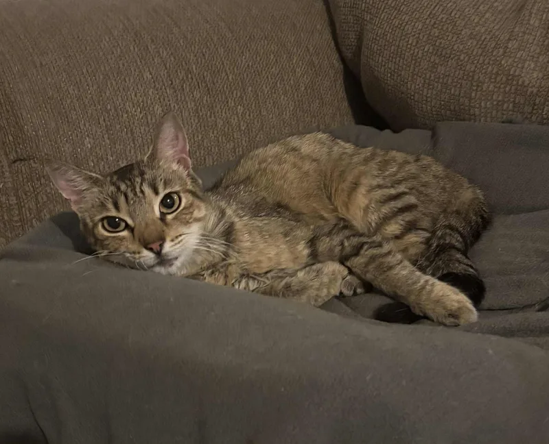 Snickerdoodle thumbnail 3