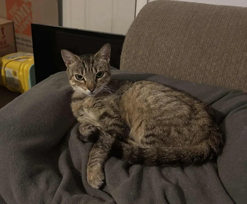 Snickerdoodle thumbnail 4