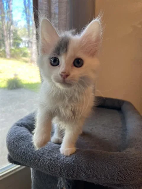 A baby small-sized female Domestic Medium Hair cat named Leaf for adoption in Charlotte, NC