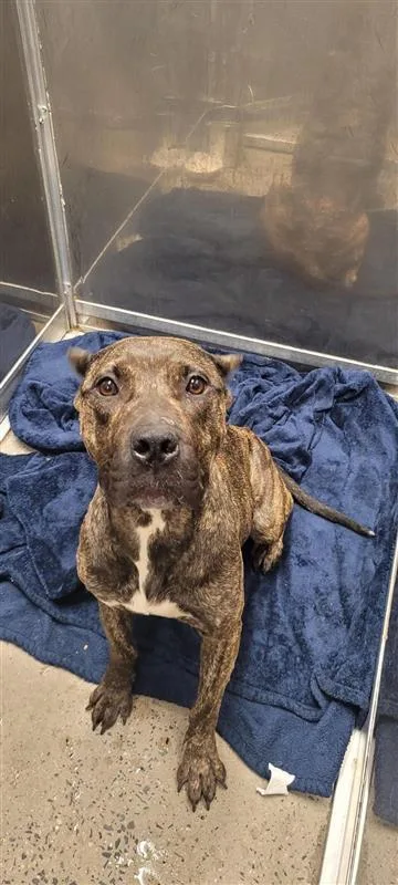 An adult large-sized female Cane Corso dog named Britain for adoption in West Chester, PA