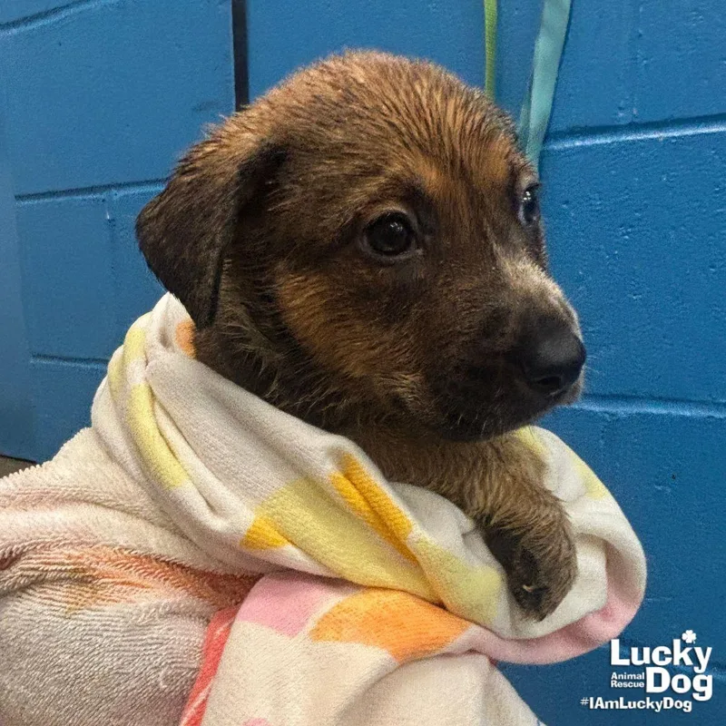 A baby large-sized male Retriever dog named Lime for adoption in Washington, DC