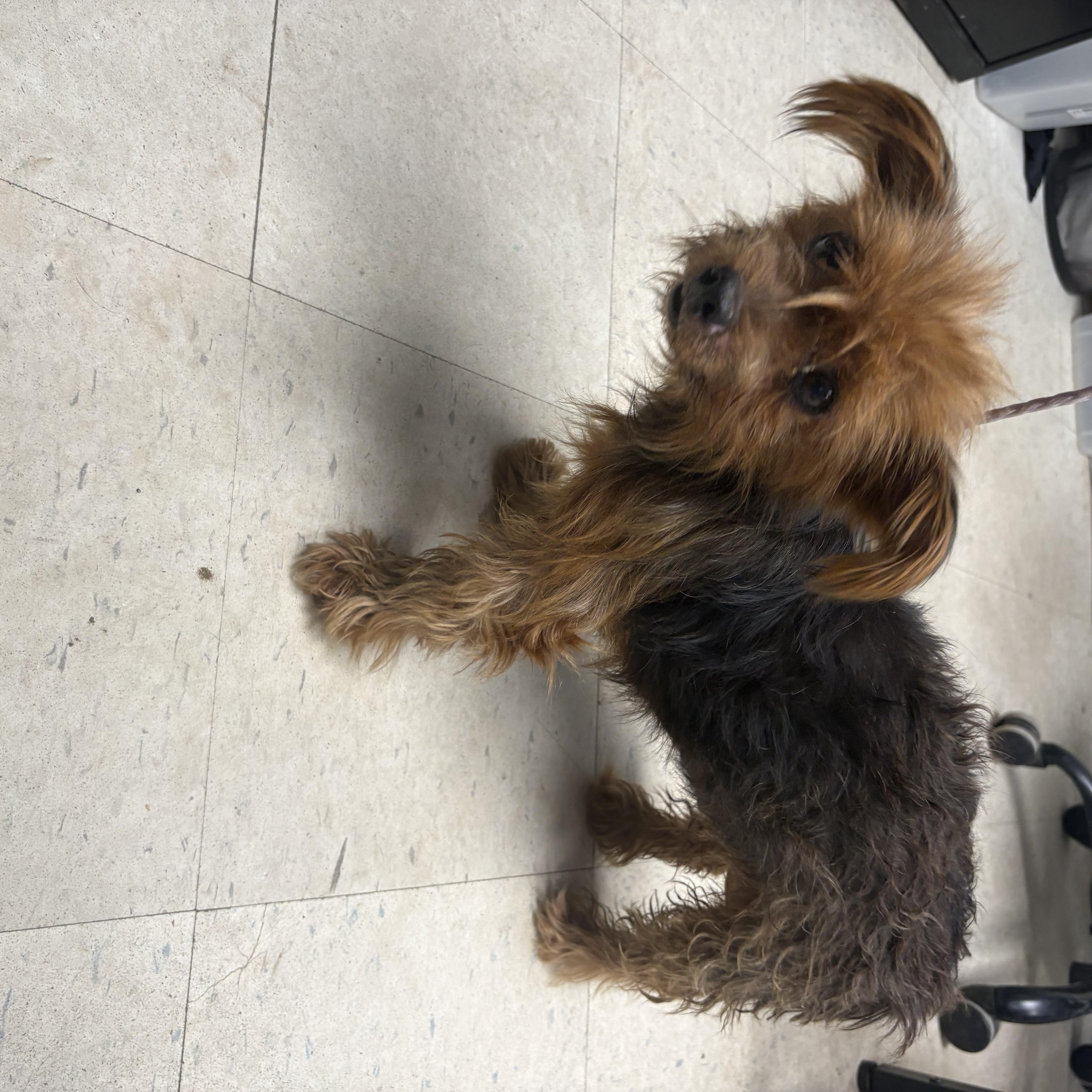 A senior small-sized female Yorkshire Terrier dog named Poppy for adoption in Oakdale, CA