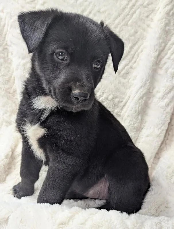 A young medium-sized female Mixed Breed dog named Ducky for adoption in Yankton, SD