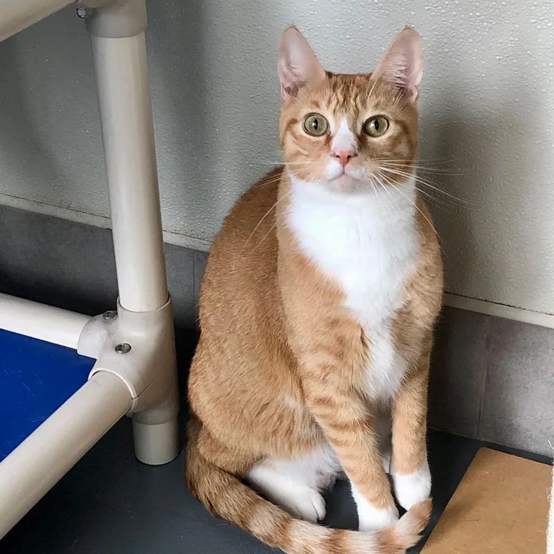 Firestar thumbnail 2