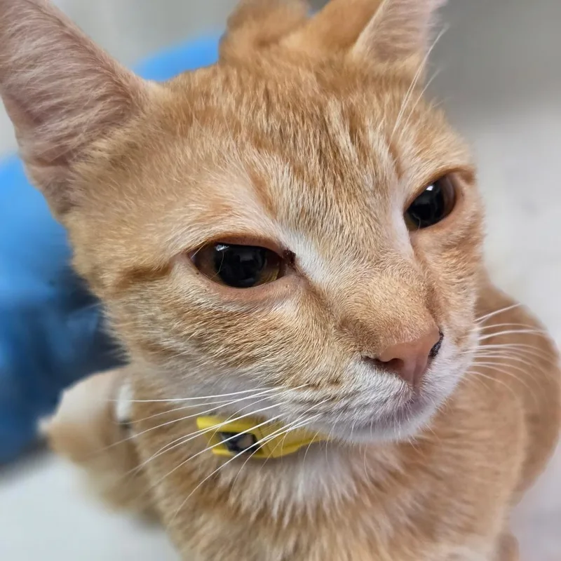 A young medium-sized female Domestic Short Hair cat named Dolphoodle for adoption in Charleston, WV