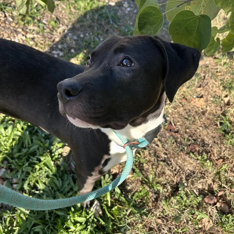 A baby medium-sized female Pit Bull Terrier dog named Irene for adoption in Springfield, MO