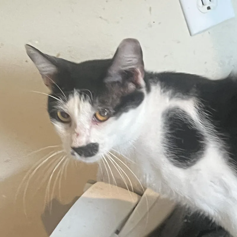 A young medium-sized male Black & White / Tuxedo Domestic Medium Hair cat named Arlo for adoption in Youngstown, FL