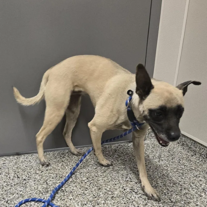 A young medium-sized female Yellow / Tan / Blond / Fawn Shepherd dog named Nova for adoption in Morganton, NC