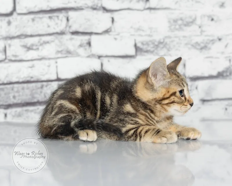 A baby medium-sized female Tabby (Gray / Blue / Silver) Domestic Short Hair cat named Abby for adoption in Tuscaloosa, AL