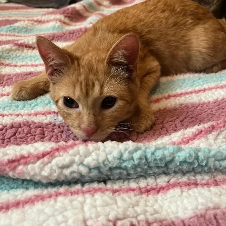 A young small-sized male Orange / Red Domestic Short Hair cat named Tavuk Carter for adoption in Eagle Mountain, UT