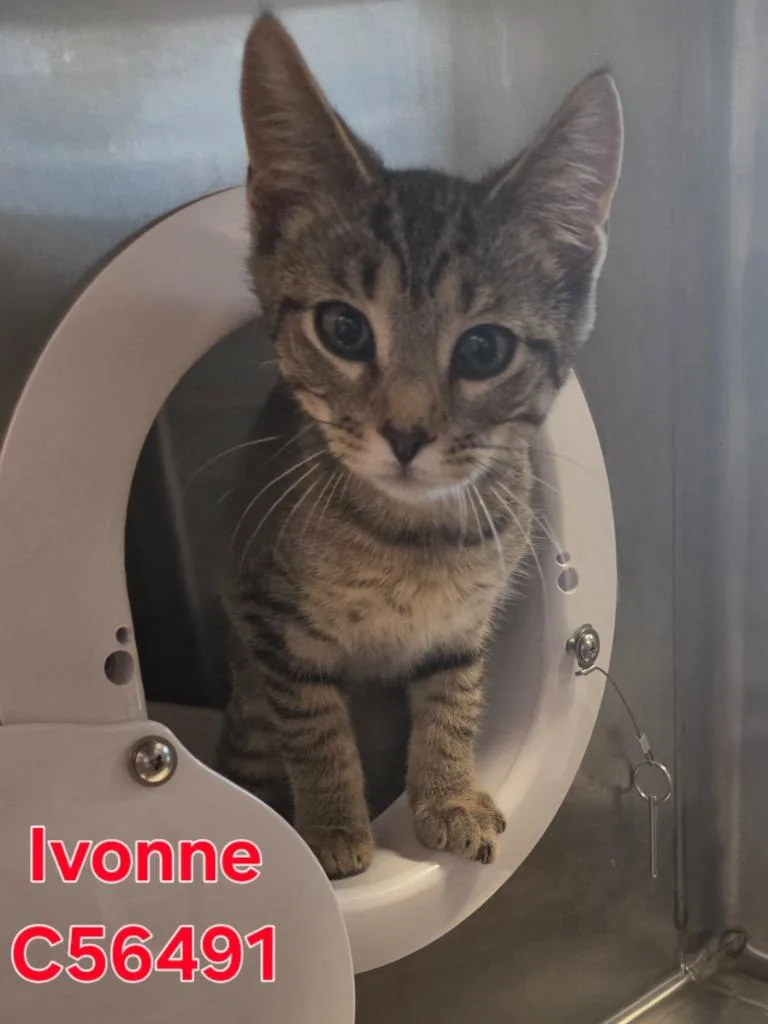 Ivonne