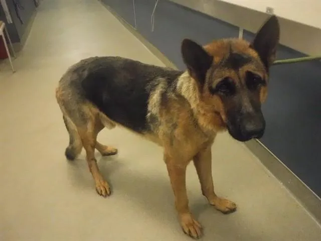 An adult large-sized male German Shepherd Dog dog named Lloyd for adoption in Miami, FL