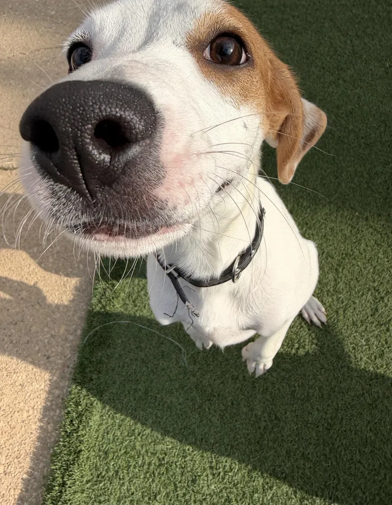 A baby medium-sized female Golden Labrador Retriever dog named PERLA sooo sweet for adoption in New York, NY
